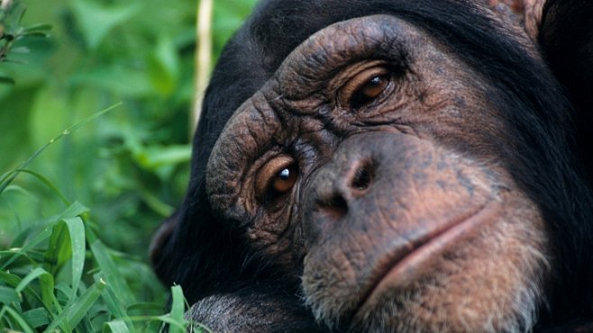 Šimpanzi házejí výkaly – a to je důkaz, že jsme příbuzní