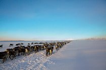 Jídla je v zimě málo. Stáda sobů pátrají po lišejníku. FOTO: Erika Larsen pro National Geographic
