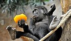 Jak poznat, zda je mládě gorila či gorilák? U Moji na to přišli až genetici