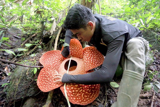 Největší květina na světě rozkvetla v tropickém pralese na západě Sumatry. Jde o druh Rafflesia Tuan-Mudae, jejíž květ je široký 117 cm. Ví se, že asi po týdnu zvadne, ale v příštích měsících by měly vykvést další čtyři poupata.