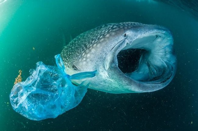 Žralok obrovský plave vedle plastového sáčku v Adenském zálivu u břehů Jemenu. Žraloci obrovští sice patří k největším mořským živočichům, ale i malé kousky plastů v trávicím ústrojí pro ně znamená značné ohrožení.