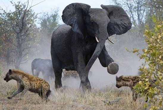 OBRAZEM: Statečná slonice ubránila mládě před hyenami