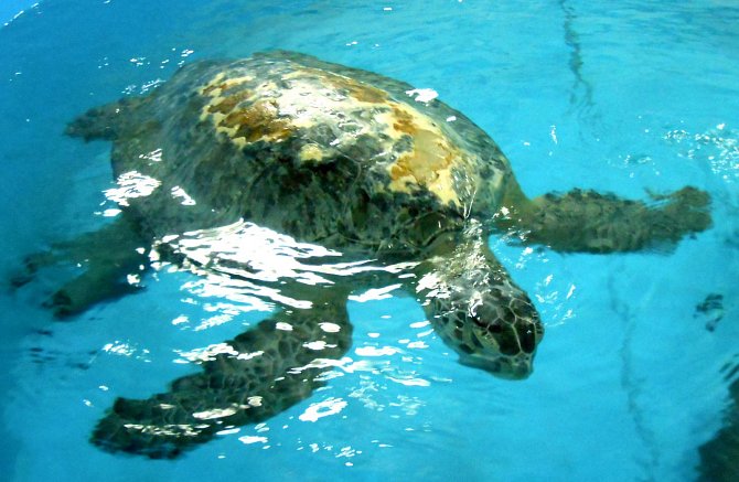 Už téměř 600 mořských želv bylo uzdraveno v 