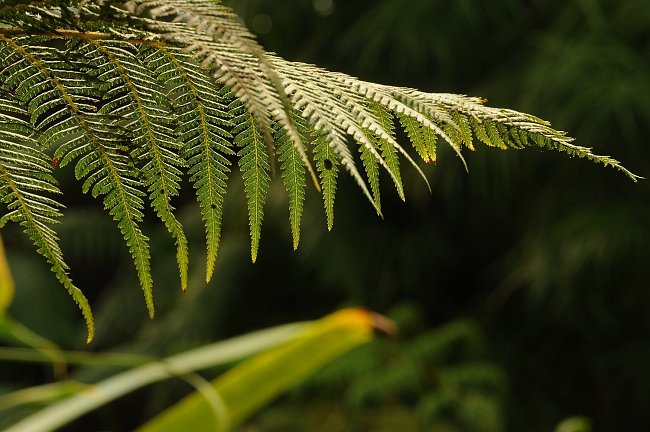 Kapradina (Dicksonia selloviana) roste v Jižní Americe.