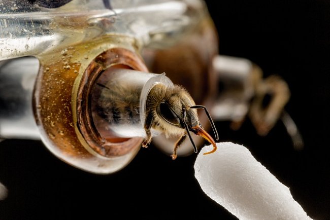 Vědci chtějí změřit účinky zemědělských chemikálií, a tak srovnávají, jak rychle se dvě skupiny včel (z nichž jedna byla vystavena farmářským postřikům) naučí, že po závanu voňavého vzduchu bude následovat odměna. 
