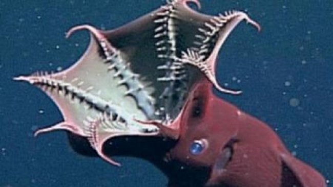 VIDEO: Tajemství upírské chobotnice odhaleno