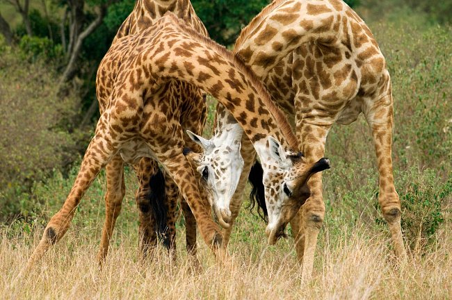 Pytláci nejsou v případě žiraf viníky nebezpečně klesajícího počtu.