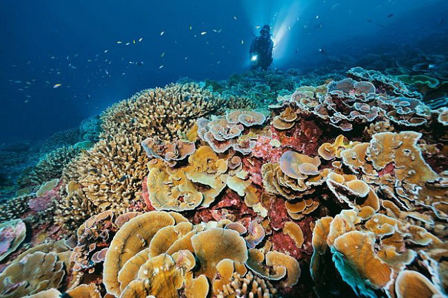 Zatímco na jiných místech na světě jsou koráli zničeni blednutím a nemocemi, útesy jižních Liniových ostrovů zůstávají zdravé. Podle odborníků jsou klíčem k zdraví korálů zdravé ekosystémy, v nichž hr