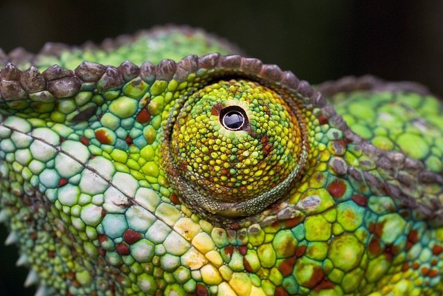 Nejkrásnější fotografie chameleonů