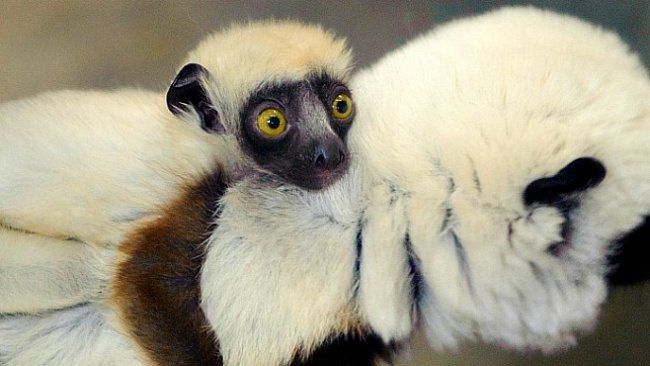 OBRAZEM: Nejkrásnější jarní mláďata ze zoo z celého světa