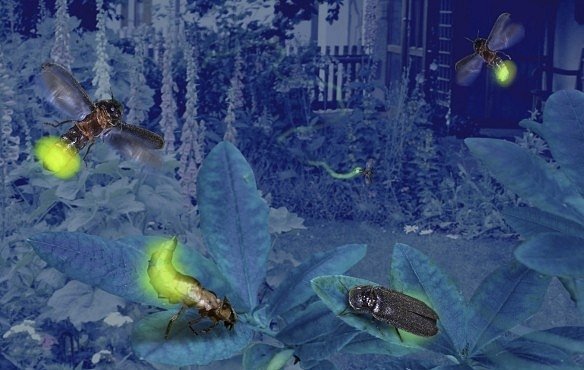 Samci světlušek jsou mazaní. Lákají samičky nejen na světlo, ale snaží se je získat i dárky