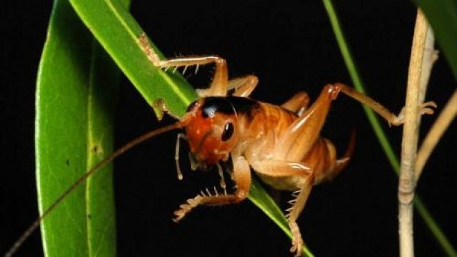 Kdyby byl šváb velký jako člověk, skákal by 100 metrů do dálky