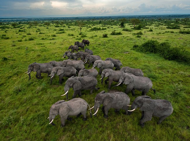 V ugandském Národním parku Queen Elizabeth se sloni mohou potulovat savanou. Po období intenzivního pytlačení v 80. letech počet slonů prudce vzrostl a  nyní jich zde žije 2500. Mimo chráněné oblasti 