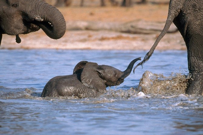 Slon denně vypije 100 až 300 litrů vody.