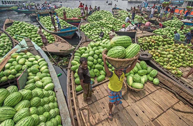 Melounová sezóna v Bangladéši vrcholí.