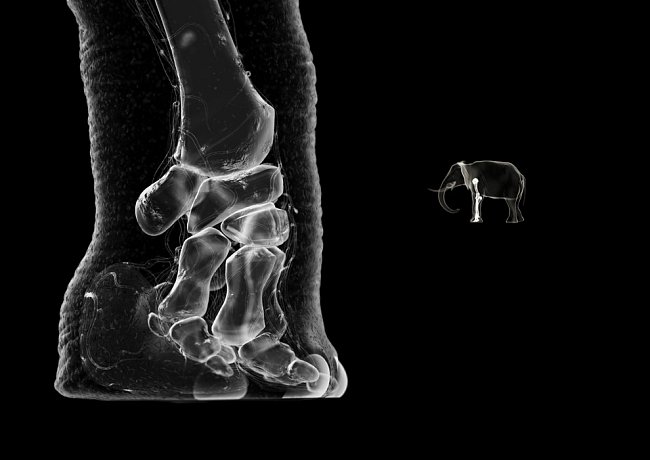 Přední noha slona se přizpůsobila tak, aby unesla obrovskou tíhu. Silné kosti prstů – nedávný výzkum ukazuje šestý „falešný“ prst, který začíná jako chrupavka, mění se však v kost u některých starších