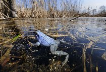 Roztoužení samci plavou na hladině a vyhlížejí svou příležitost. Za příznivého počasí se takto vydrží snažit celé dny.