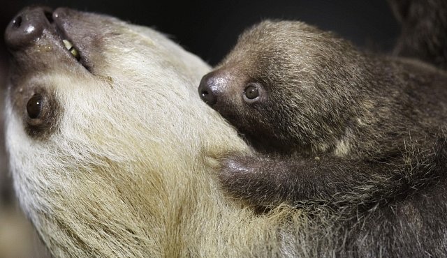 Vědci odkrývají sexuální život lenochodů. Patří k němu polygamie i promiskuita