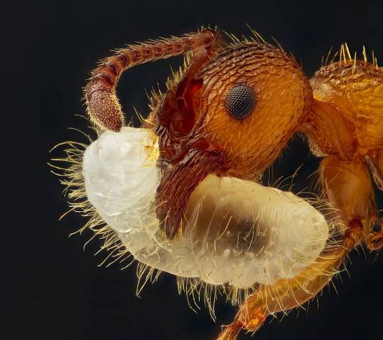 9. místo: Mravenec (Myrmica sp.) nesoucí larvu, 5x zvětšeno. 