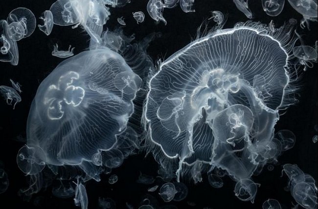 Talířovky se vyskytují na celém světě. Vláskovité řasinky lemující zvonec ženou potravu – většinou plankton – k ústnímu otvoru. Medúzy mění barvu v závislosti na tom, jakou potravu přijímají.