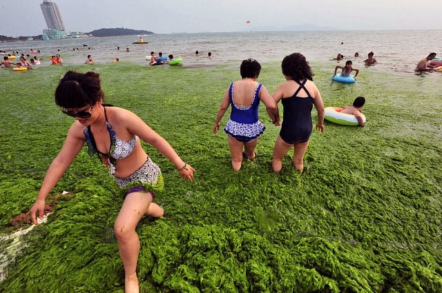 Lidé se snaží plavat v moři mezi mořskými řasami ve městě Qingdao v Číně. 