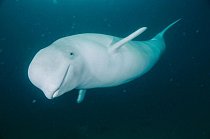 Běluhy (na obrázku je běluha v mořském parku St. Lawrence Marine Park v Quebecu) žijí v arktické oblasti. Mláďata se rodí šedá nebo dokonce hnědá a vyblednou až do bílé okolo pěti let věku, když dospějí.