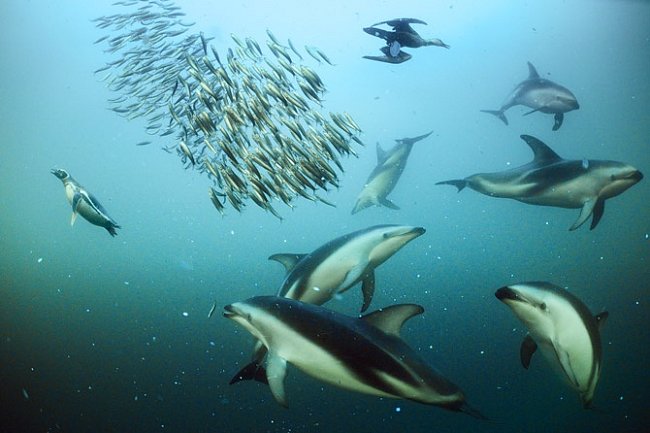 Delfíni jsou výrazně společenští tvorové a spolupracují při důmyslných loveckých strategiích. Plískavice tmavé u břehů Patagonie nahánějí ančovičky do úhledného kulovitého hejna a potom se střídají při jejich požírání. 