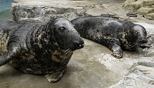 Tuleni kuželozubí se dožívají až 40 let. Zdroj: Smithsonian National Zoo