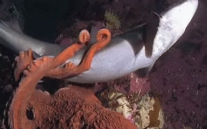 Souboj žraloka s chobotnicí