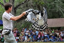 13 April 2008 - Pananma City, Panama - A man trains a Harpy eagle, Panamanian national bird, during an event to celebrate the seventh national bird's day at a conservation centre in the Summit Park ne