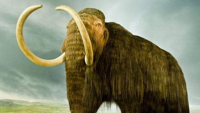 Mamutí pohřebiště v Srbsku ukrývalo ostatky několika mamutů. Jsou staré až 100 000 let