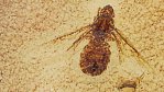 Mravenec větší než pták: paleontologické Pompeje vydaly unikátní nálezy