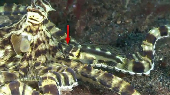 VIDEO: Ryba podvedla maskovanou chobotnici