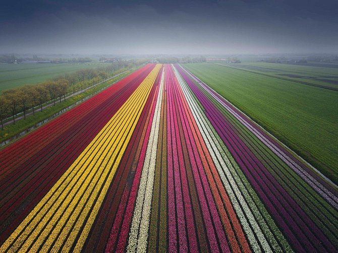 Profesionální fotograf Albert Dros fotí tulipány už několik let.