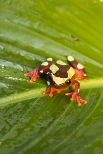 Rosnička žlutoskvrná je rozšířena v Surinamu v Jižní Americe, v blízkosti vod. Dorůstá pouze 3,5 centimetrů. Stejně jako u ostatních žab je samička vždy větší než sameček.  