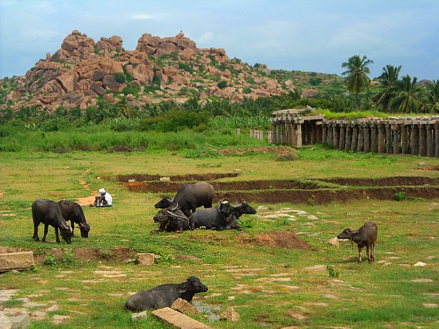 Krávy jsou v Indii posvátné