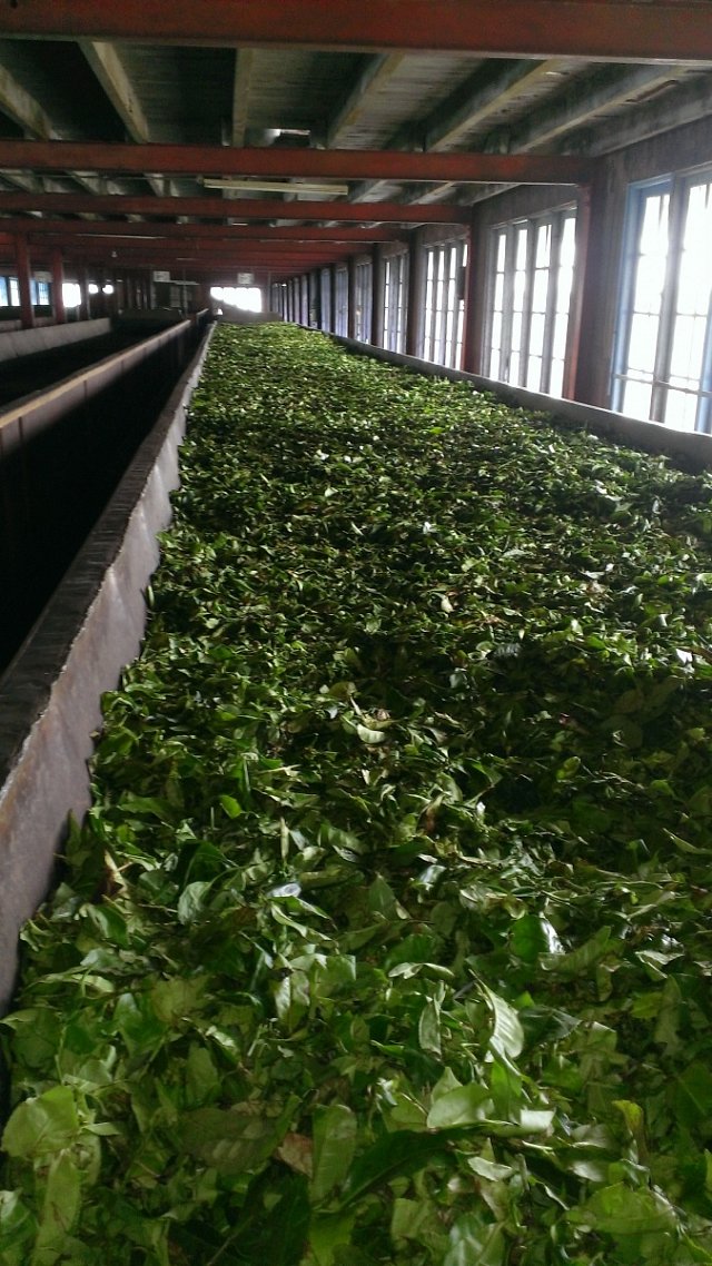 Čaj je jedním ze symbolů Srí Lanky. Vyplatí se navštívit jednu z místních továren.