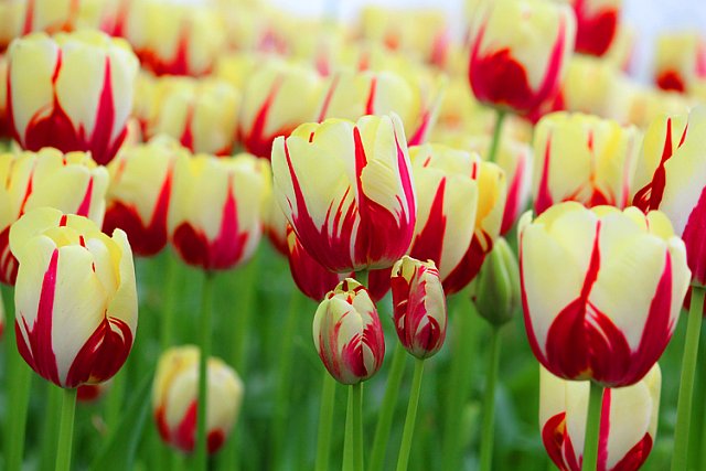 V Keukenhofu uvidíte mnoho druhů tulipánů.