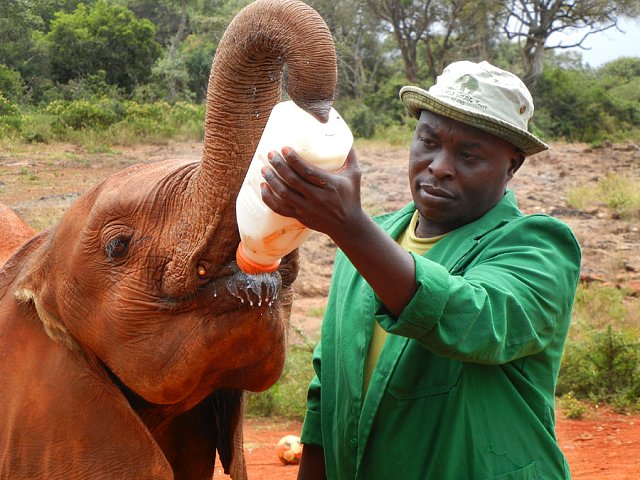 Ošetřovatel dává slonímu mláděti napít mléka.
