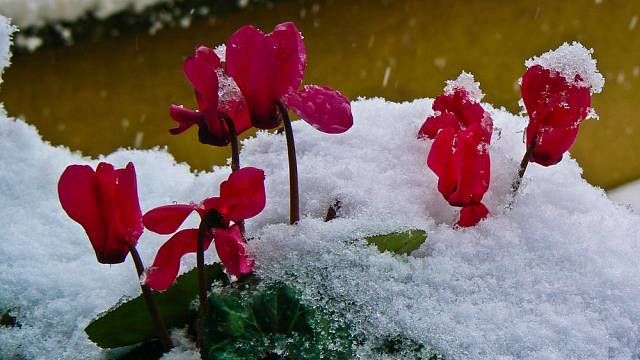 rostliny kvetouci v zime