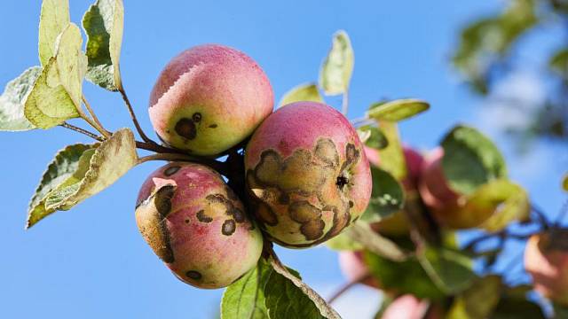 choroby ovocnych stromu