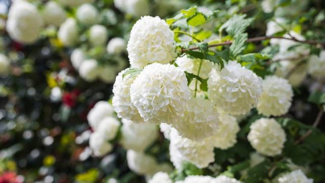 Pro kultivar Roseum jsou charakteristická bohatá květenství.