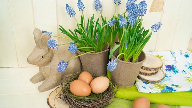Modřenec je jednou z oblíbených jarních a velikonočních květin, které lze použít v mnoha podobách výzdoby.