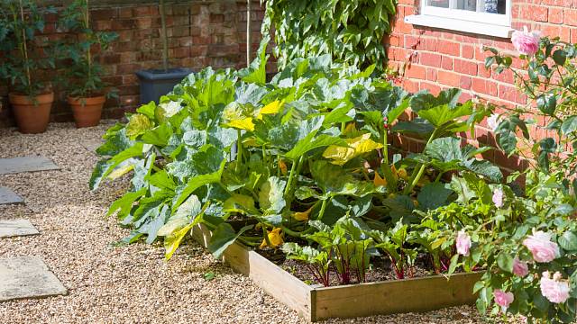 Na každé zahradě se většinou najde místo pro několik zeleninových záhonů, na kterých si vypěstujete zdravou zeleninu.