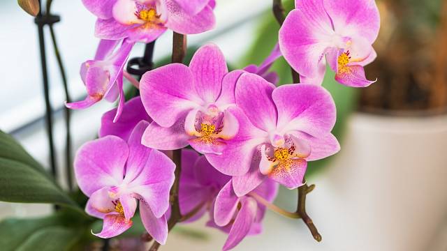 Orchidej v květu