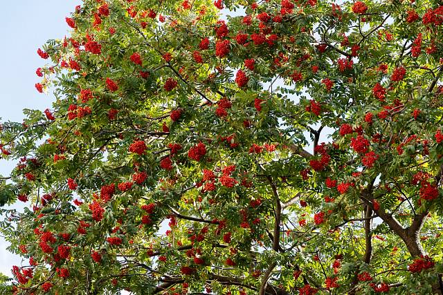 Zářivé jeřabiny jsou oblíbenou ptačí pochoutkou, ať už na stromě, nebo v krmítku.
