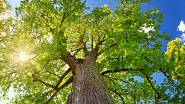 V případě chráněných, velmi starých stromů nebo stromů nacházejících se v chráněných lokalitách potřebujete povolení, kterému předchází dendrologický posudek o stavu stromu. Pokud je strom zdravý, povolení nejspíš nedostanete.