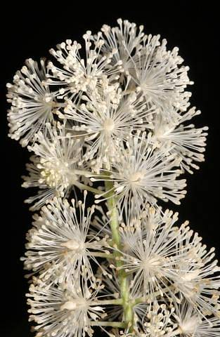 Detail květu ploštičníku - Cimicifuga racemosa