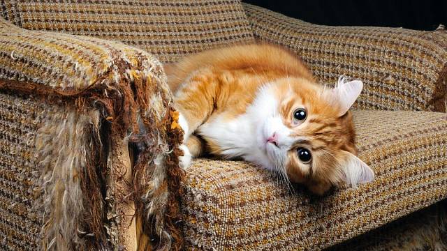 Přirozeností kočky je brousit si drápy. My ji jen musíme nasměrovat tak, aby si za prostředek nevzala naše oblíbené křeslo, ale pro ni určené škrábadlo. Ilustrační foto: Shutterstock.com