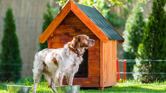 Dřevěná psí bouda